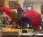 Yellow Back Chattering Lory